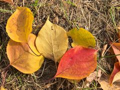 -辽宁大学(崇山校区)