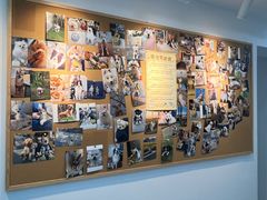 -翊宠yipet猫狗购宠庄园犬舍•猫舍