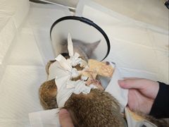 -艾贝尔宠物医院·24H转诊中心·肿瘤猫专科(江宁双龙店)
