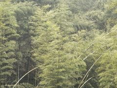 -潜山国家森林公园