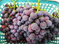 -金谷域澳洲庄园