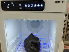 -钦宠·猫咪售卖·洗护·寄养(东圃旗舰店)