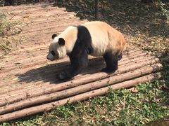 -成都大熊猫繁育研究基地