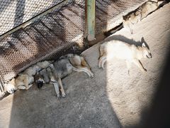 -青藏高原野生动物园