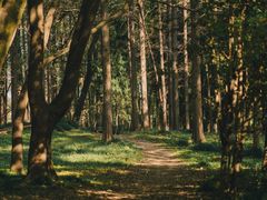 -上海共青森林公园