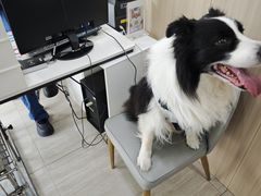 -申普宠物医院·眼科·心内科·影像科(普陀分院)