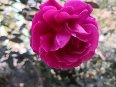 -东方巨龟苑景区