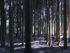 -武陵山森林公园