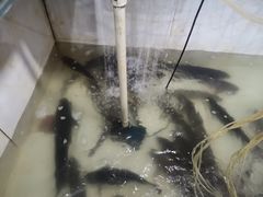 -静和鱼庄