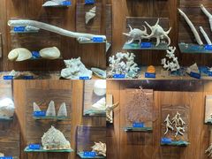 -左海海底世界