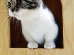 -藏猫猫咖啡主题馆(中央大道店)