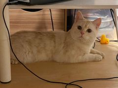 -萌兽医馆·犬猫专科·眼科中心·宠物医院(朝阳门分院)
