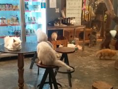 -more than meow吴止猫主题餐厅(承德 中船汇店)