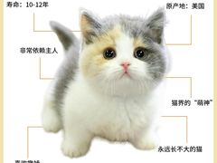 -翊宠yipet猫狗购宠庄园犬舍•猫舍