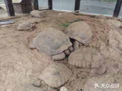 -灵玲国际马戏城