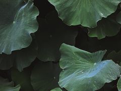 -莲湖公园