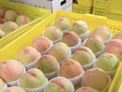 -老袁家蜜桃农场·阳山水蜜桃