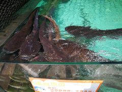 -天怡·鱼工厂(梅溪湖店)