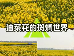 -西京湾花海
