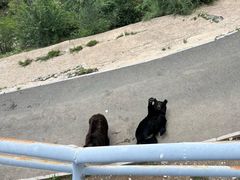 -大青山野生动物园