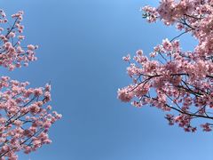 -顾村公园