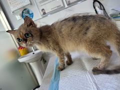 -萌兽医馆·宠物医院·猫骨科(创景店)