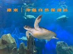 -广东惠东海龟国家级自然保护区
