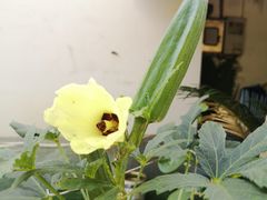 -小狗面馆(复兴店)