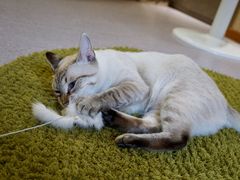 -猫和宫(六道口店)