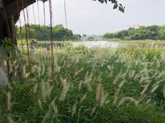 -映月湖公园