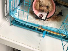 -乐嘟嘟宠物医院