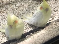 -momokira米努特·德文卷毛猫·棉花面纱犬