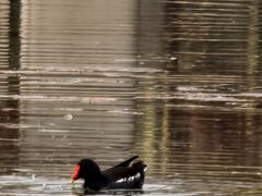 -白鹭湾湿地公园