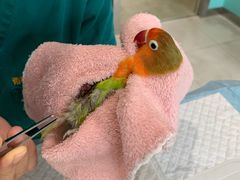 -雨林宠物医院 非犬猫异宠专科