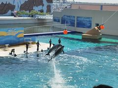 -秦皇岛乐岛海洋王国