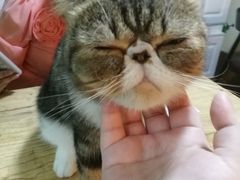 -李小姐の猫咖啡馆(五角场店)