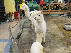 -上海大自然野生昆虫馆(东方明珠·爬宠昆虫探索中心)