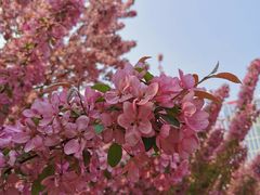 -海棠花溪(元大都城垣遗址公园)