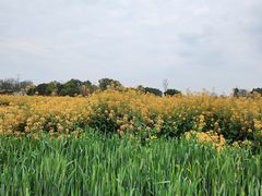 -中国天府农业博览园