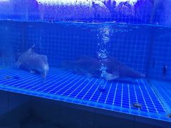 -老宋家鱼馆(北滨路店)