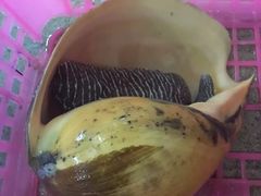 -班赞海鲜市场
