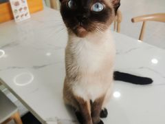 -喵园·猫主题咖啡厅·撸猫·猫咖(国贸店)