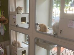 -唐小姐の私宠·宠物洗护美容·撸猫馆·购宠(周浦万达旗舰店)