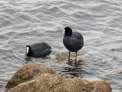 -碧海金沙