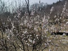 -白水寺森林公园