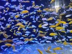 -成都浩海立方海洋公园