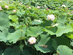 -荷塘月色湿地公园·向阳花洲