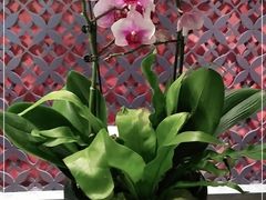 -LANN I 蘭 泰式古法按摩(徐家汇城开YOYO店)