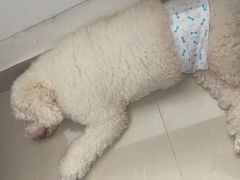 -瑞派康怡24h宠物医院·犬猫医疗中心·微创绝育(瑞景分院)