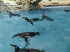 -帝企鹅自助餐厅•儿童岛•真企鹅(长隆企鹅酒店)